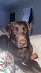 Lost Female Dog last seen Hwy 36, Covington, GA 30014