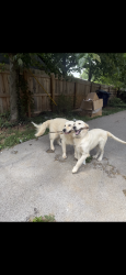 Lost Male Dog last seen Liberty rd cafe, Lexington, KY 40505