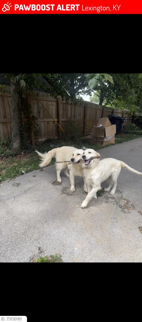 Lost Male Dog last seen Liberty rd cafe, Lexington, KY 40505