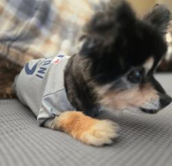 Reunited Male Dog last seen Tokay avenue, Fontana, CA 92335