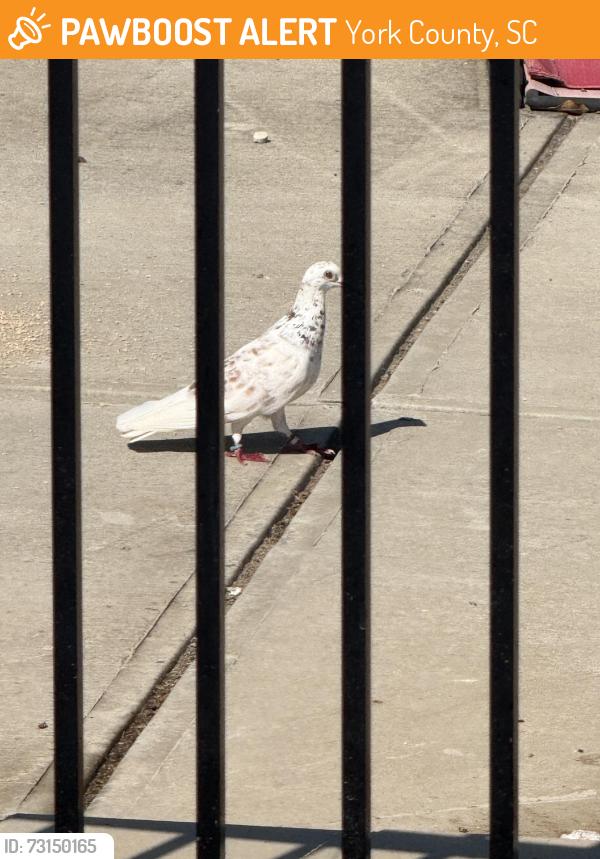 Found/Stray Unknown Bird last seen Aberdeen ct, York County, SC 29730
