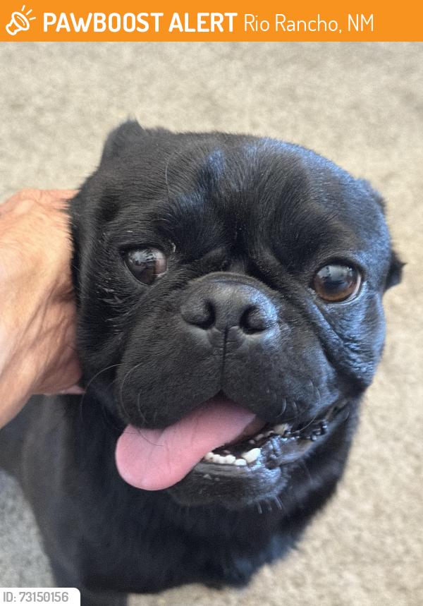 Found/Stray Male Dog last seen Rivers Edge Dr NE on the walking path to the River, Rio Rancho, NM 87144