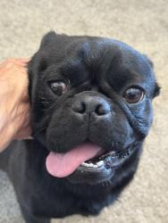 Found/Stray Male Dog last seen Rivers Edge Dr NE on the walking path to the River, Rio Rancho, NM 87144