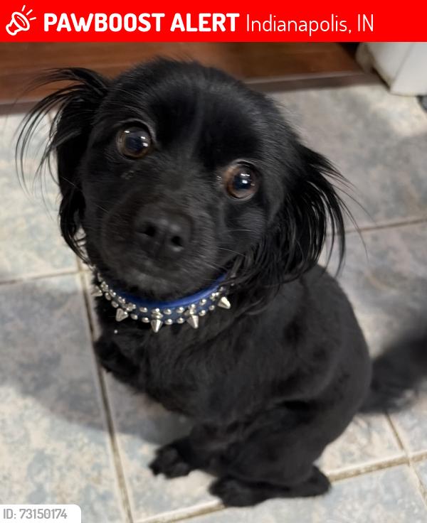 Lost Female Dog last seen Brookside park, Indianapolis, IN 46218