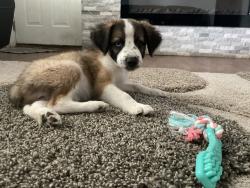 Reunited Female Dog last seen The caldwell zoo, Tyler, TX 75702