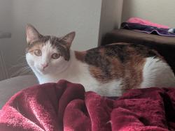 Lost Female Cat last seen Fillmore Avenue and Vista Del Rincon, La Conchita, CA 93001