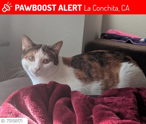 Lost Female Cat last seen Fillmore Avenue and Vista Del Rincon, La Conchita, CA 93001