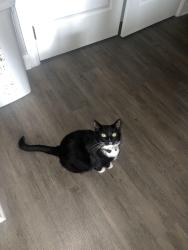 Lost Male Cat last seen W130th and Center rd, Hinckley, OH 44233