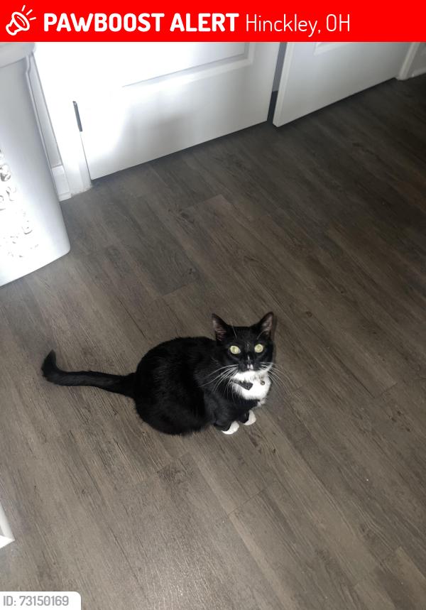 Lost Male Cat last seen W130th and Center rd, Hinckley, OH 44233