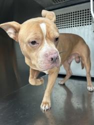 Shelter Stray Male Dog last seen Near WILSON LN, South District, TX, 355 Hillshire Dr, Haslet, TX 76052, USA