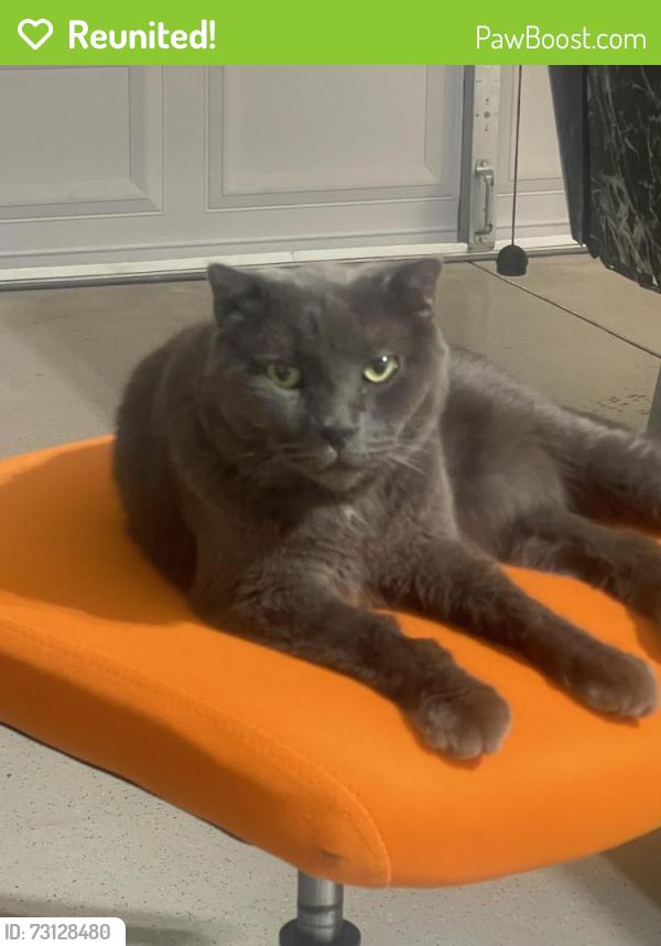 Reunited Male Cat last seen Near W Glenmere Dr, Chandler, AZ 85225, USA, Chandler, AZ 85225