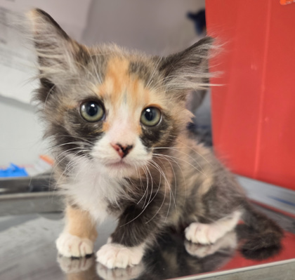 Shelter Stray Female Cat last seen E Mountain View Ave & CA-43, Selma Zone Fresno CO 3 93662, CA, 1510 W Dan Ronquillo Dr, Fresno, CA 93706, USA