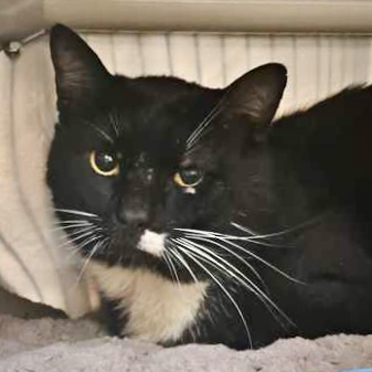 Shelter Stray Male Cat last seen Near Mobile Drive MV 98273, Mount Vernon, WA, 18911 Kelleher Rd, Burlington, WA 98233, USA