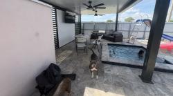 Reunited Female Dog last seen Hard rock Stadium, Lot, 30 exit, Miami Gardens, FL 33055