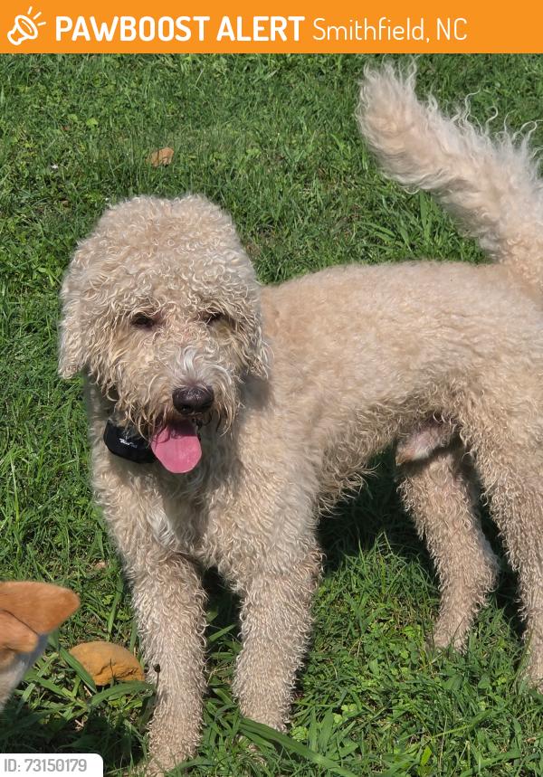 Found/Stray Male Dog last seen Food Lion on West Market street, Smithfield, NC 27577