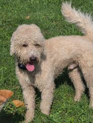 Found/Stray Male Dog last seen Food Lion on West Market street, Smithfield, NC 27577
