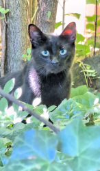 Found/Stray Male Cat last seen Wells, Hendersonville, NC 28739