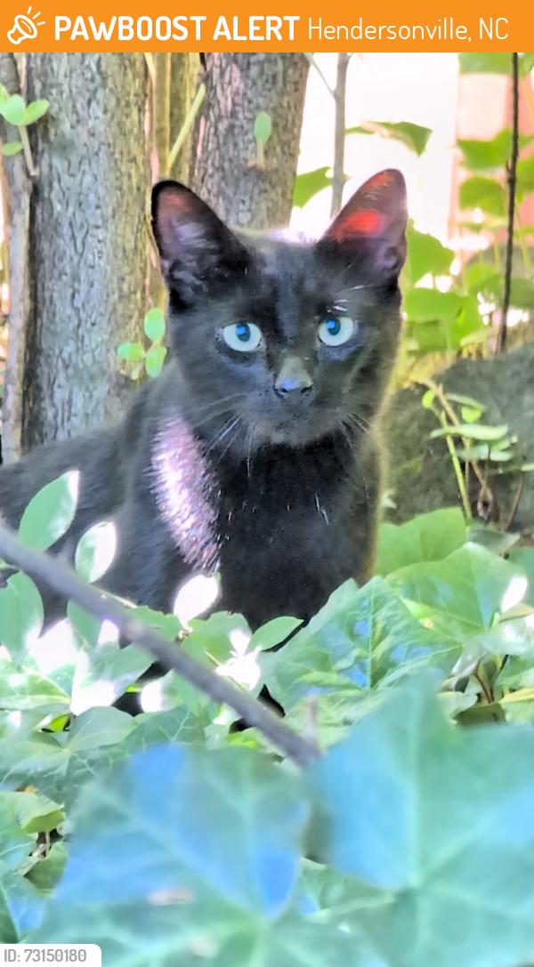 Found/Stray Male Cat last seen Wells, Hendersonville, NC 28739