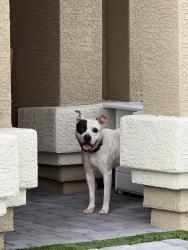 Found/Stray Male Dog last seen Near avenue & union hills, Glendale, AZ 85308