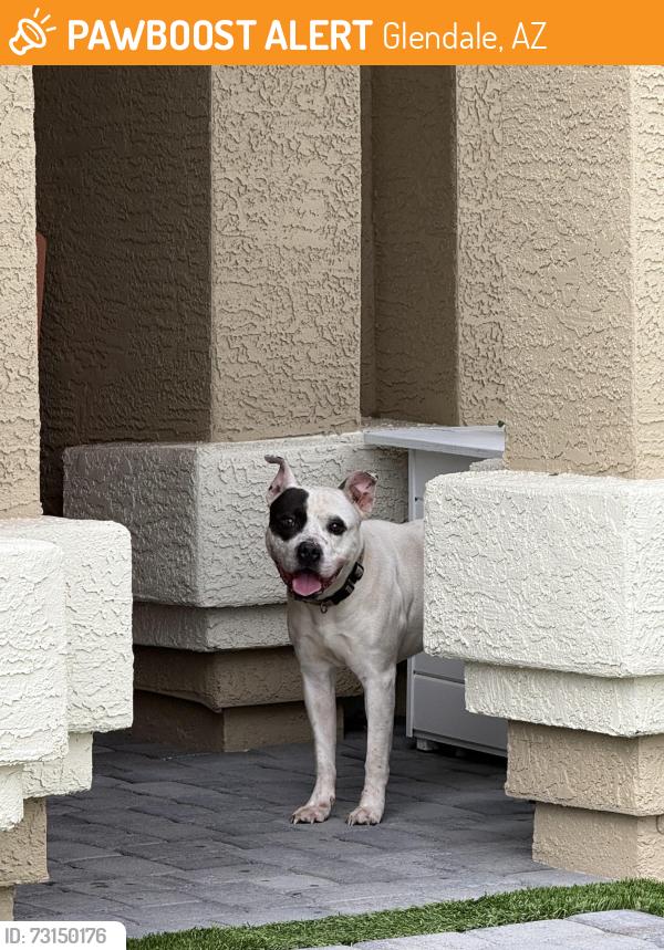 Found/Stray Male Dog last seen Near avenue & union hills, Glendale, AZ 85308