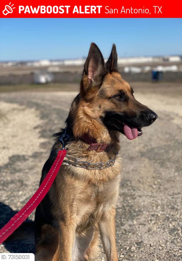 Lost Female Dog last seen Placid valley, 78242, San Antonio, TX 78242