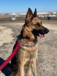 Lost Female Dog last seen Placid valley, 78242, San Antonio, TX 78242
