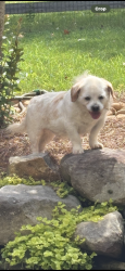 Lost Male Dog last seen Secretariat rd and Alford rd, Rome, GA 30161