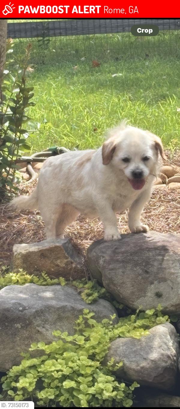 Lost Male Dog last seen Secretariat rd and Alford rd, Rome, GA 30161