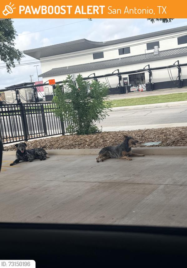 Found/Stray Unknown Dog last seen Chicfila, San Antonio, TX 78221