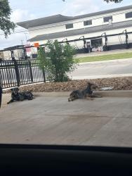 Found/Stray Unknown Dog last seen Chicfila, San Antonio, TX 78221