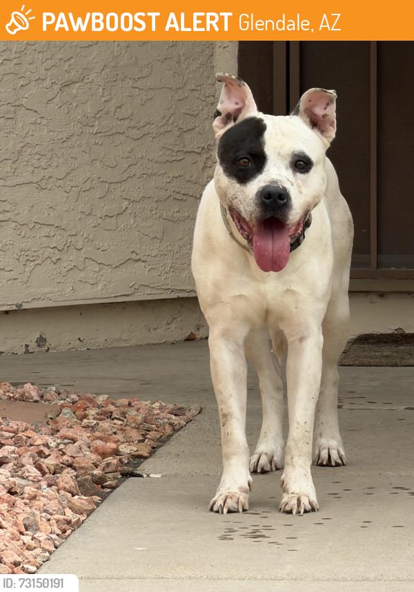 Found/Stray Male Dog last seen 47th Ave and Piute Ave, Glendale, AZ 85308
