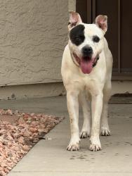 Found/Stray Male Dog last seen 47th Ave and Piute Ave, Glendale, AZ 85308