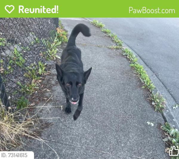 Reunited Male Dog last seen Grove abd 81st dr ne, Marysville, WA 98270