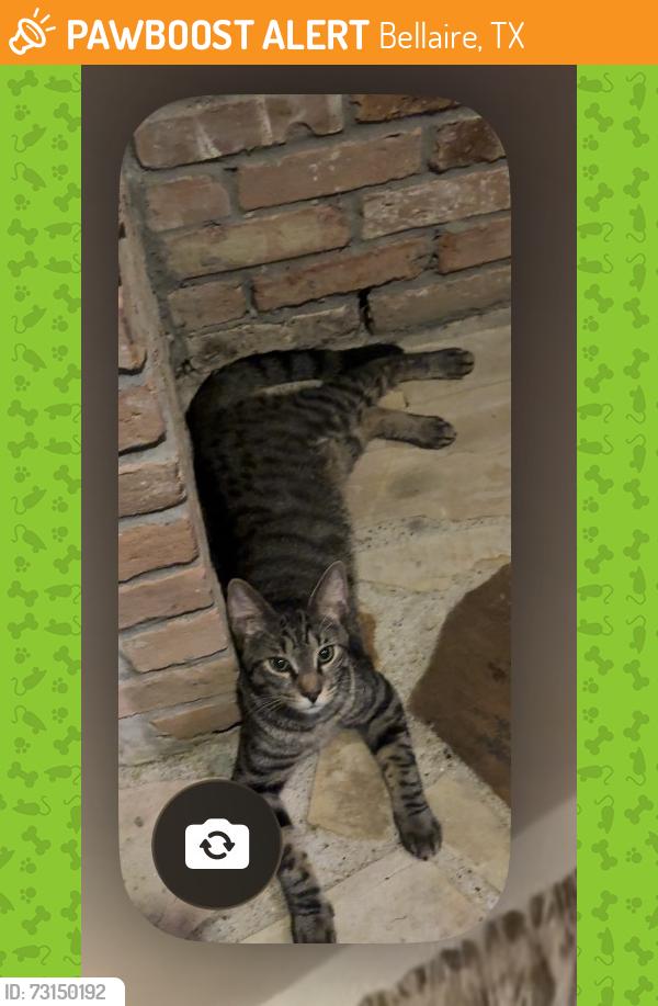 Found/Stray Male Cat last seen Avenue B and Sunburst Street, Bellaire, TX 77401