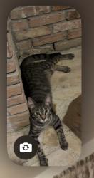 Found/Stray Male Cat last seen Avenue B and Sunburst Street, Bellaire, TX 77401