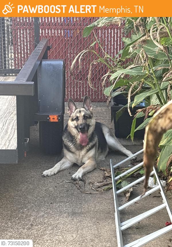 Found/Stray Unknown Dog last seen Wayne & homer, Memphis, TN 38122