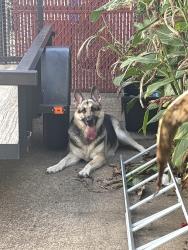 Found/Stray Unknown Dog last seen Wayne & homer, Memphis, TN 38122