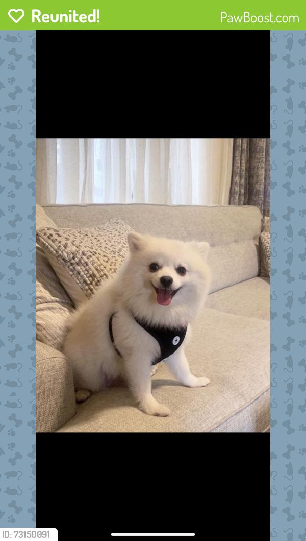 Reunited Male Dog last seen Near Regal Crest Dr, Clifton, VA 20124, USA, Clifton, VA 20124