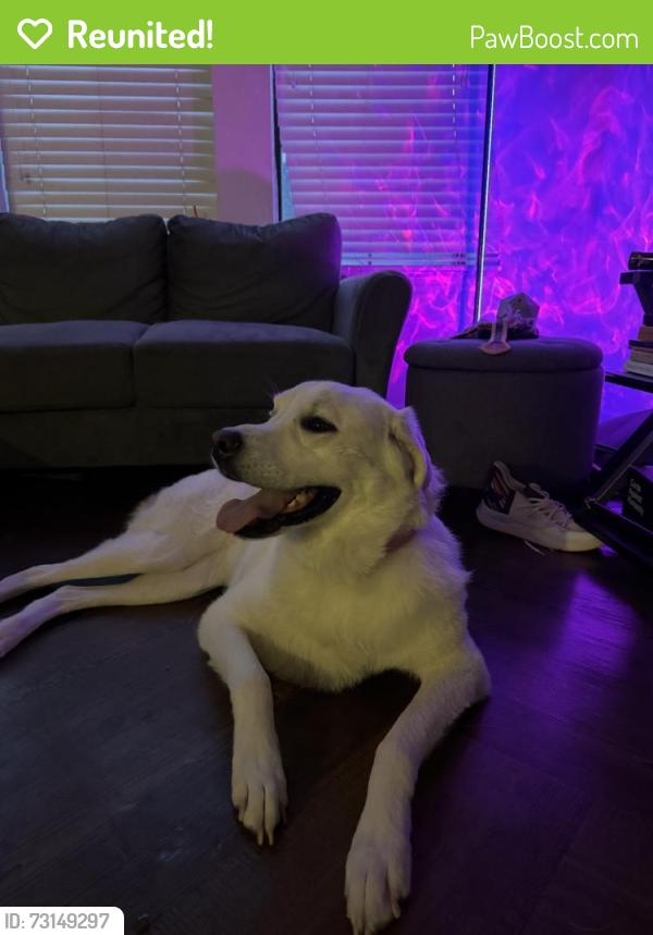Reunited Female Dog last seen Near Gemstone Dr, Montgomery, TX 77356, USA, Montgomery, TX 77356