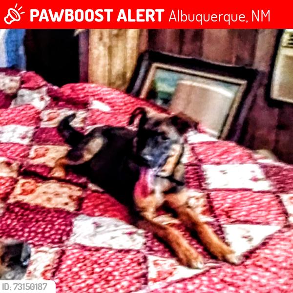 Lost Male Dog last seen Near Atanacio NE 87123 n Old 66 hwy 333, Albuquerque, NM 87123