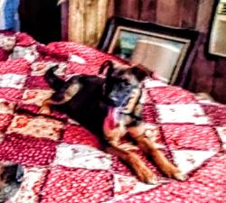 Lost Male Dog last seen Near Atanacio NE 87123 n Old 66 hwy 333, Albuquerque, NM 87123