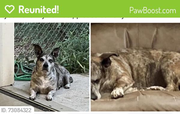 Reunited Female Dog last seen Near and 324, Buford, GA 30519
