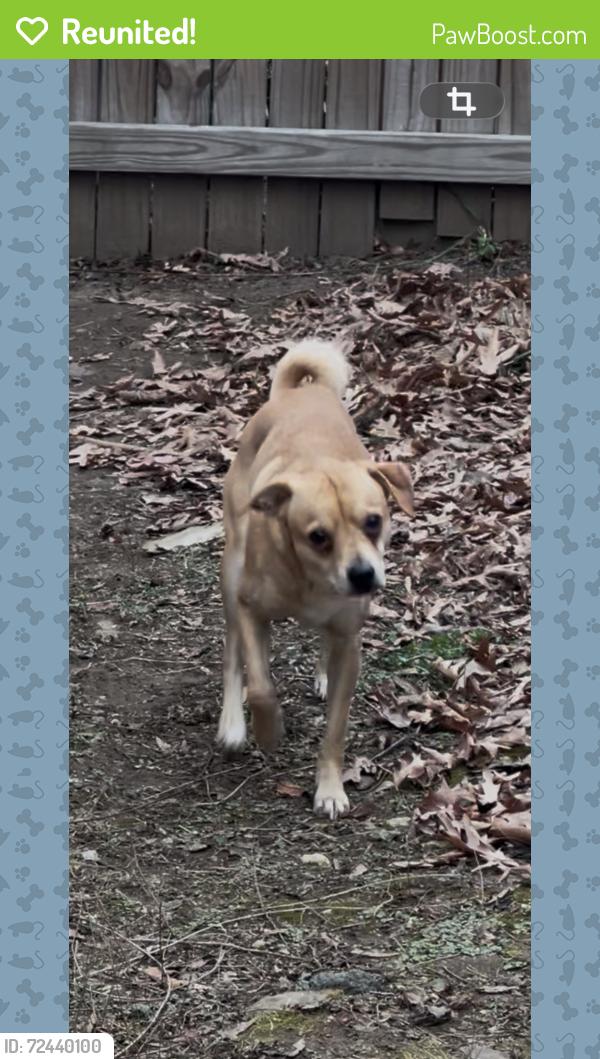 Reunited Male Dog last seen Barton Rd, Hyattsville, MD 20784