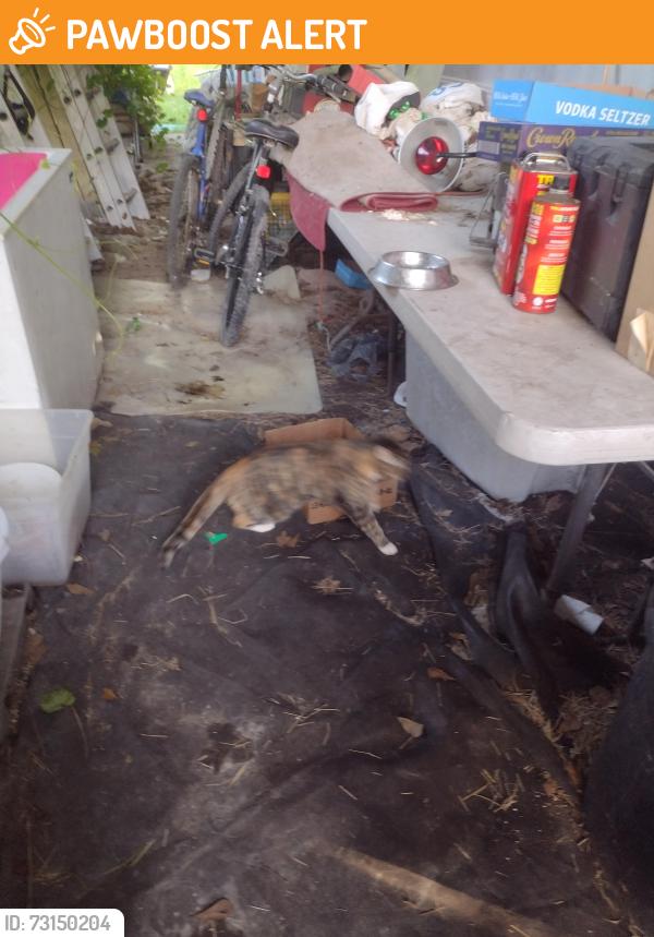 Found/Stray Female Cat last seen Bangberry road and pelican road near Nichols sawmill, Montgomery County, TX 77355