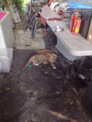 Found/Stray Female Cat last seen Bangberry road and pelican road near Nichols sawmill, Montgomery County, TX 77355