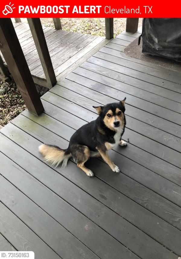 Lost Male Dog last seen Faulkner Rd. intersect with Old 105 Hwy East, Cleveland, TX 77328