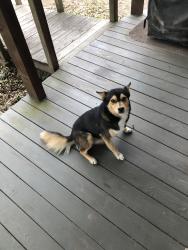 Lost Male Dog last seen Faulkner Rd. intersect with Old 105 Hwy East, Cleveland, TX 77328