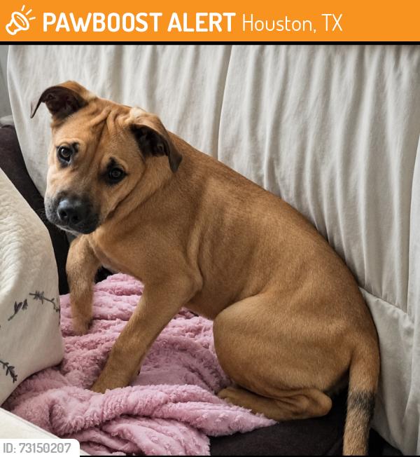 Found/Stray Male Dog last seen West Road and Easton Commons Drive, Houston, TX 77095