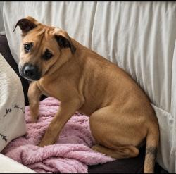 Found/Stray Male Dog last seen West Road and Easton Commons Drive, Houston, TX 77095