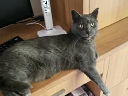 Reunited Male Cat last seen 2e Ave Nord, Roxboro, Quebec, Montréal, QC 